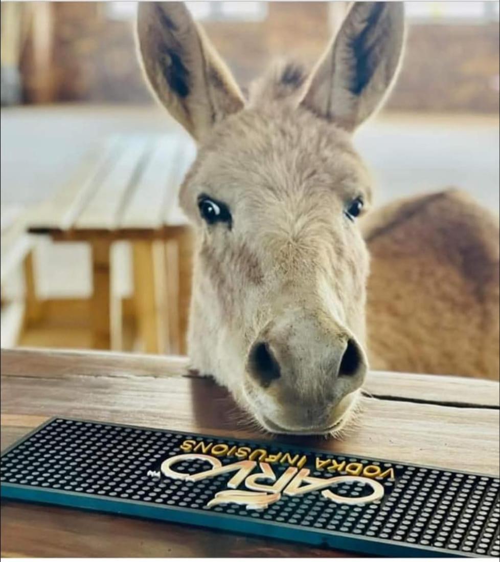 فندق The Wool House & Pablo'S Carolina المظهر الخارجي الصورة