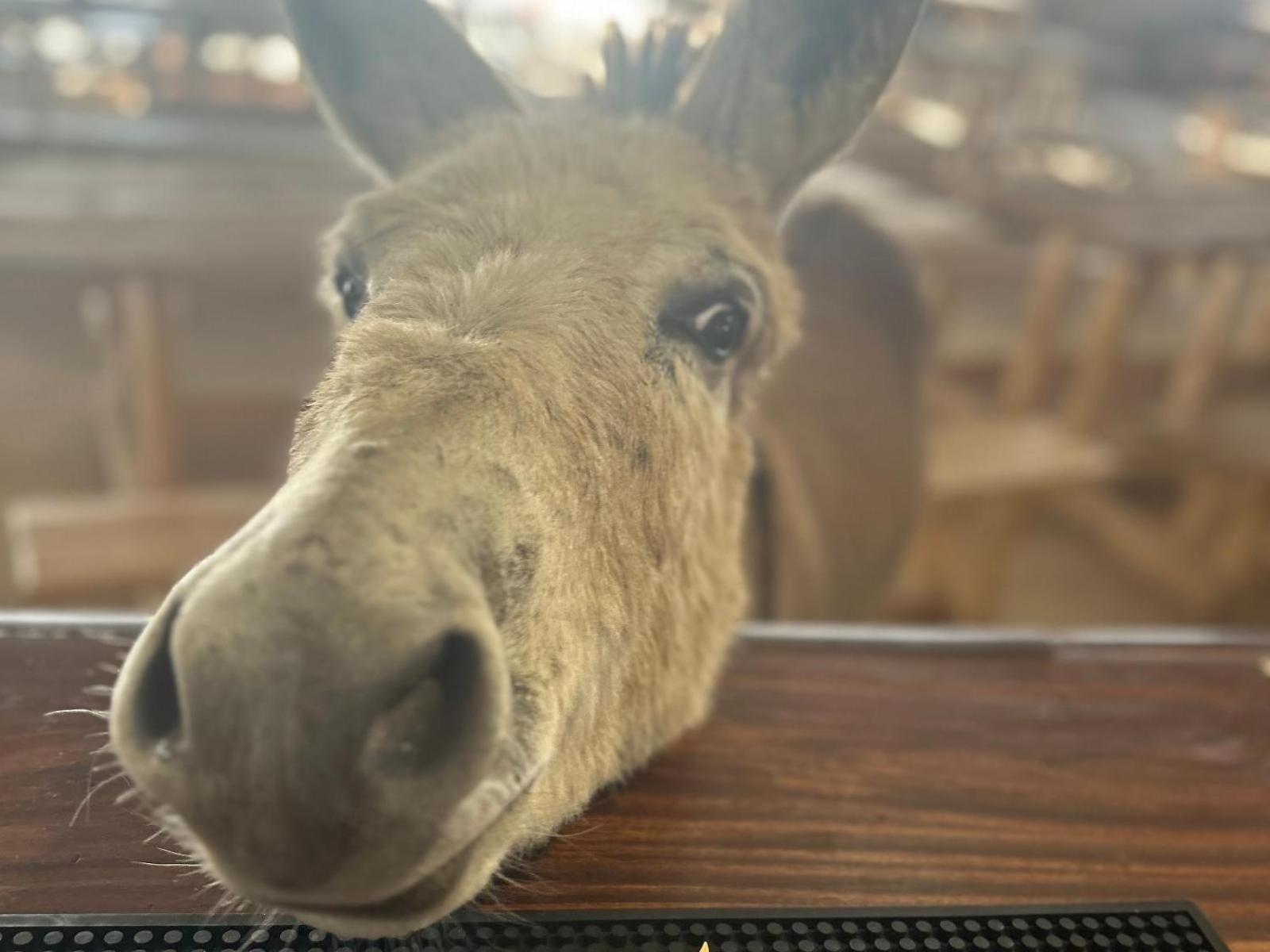 فندق The Wool House & Pablo'S Carolina المظهر الخارجي الصورة